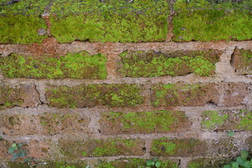  Detail of a tufa brick wall covered with moss