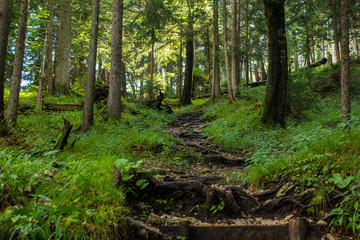 Weg durch den Bergwald