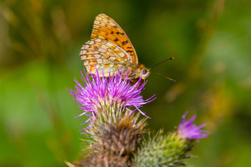 Schmetterling auf Distelblüte