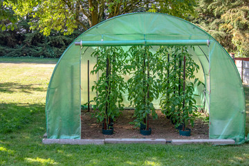 Tomates vertes en plant sous serre