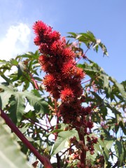red flowers and blue sky