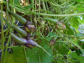 Moonflower Seed Pods