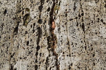 Detail of an old wall eroded by water