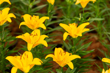 Lily flowers. Beautiful lily flower in lily flower garden. Lily Lilium hybrids flower. Lily flower. Spring flowers of lily. Closeup of lily spring flowers. Lily flower for design.