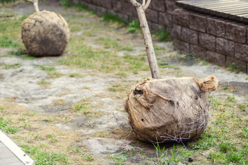 Big tree planting or transplantation in city park or apartment residential building backyard after transportation from nursery with burlapped root ball