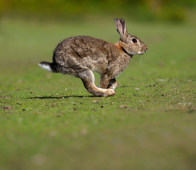 Rabbit, Oryctolagus cuniculus,