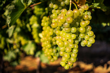 bunch of grapes on the vine