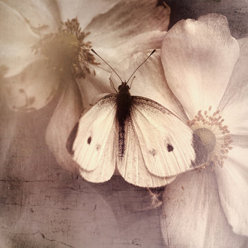 white butterfly on anemones