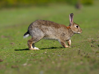Fototapeta premium Rabbit, Oryctolagus cuniculus,