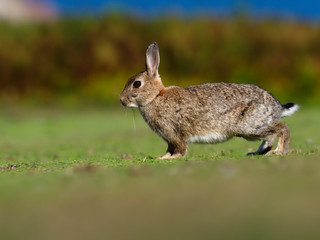 Fototapeta premium Rabbit, Oryctolagus cuniculus,