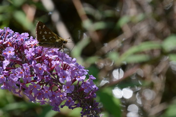 farfalla su arbusto delle farfalle