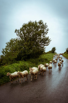 Transhumance of sheep in the Basque country
