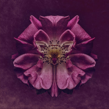 Purple flower with abstract animal face in center