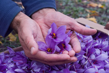 Flowers of saffron collection. Crocus sativus, commonly known as the 