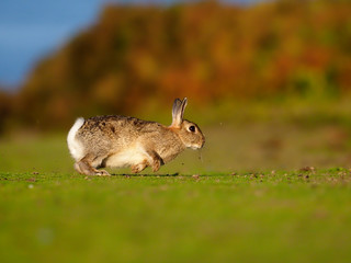 Rabbit, Oryctolagus cuniculus,