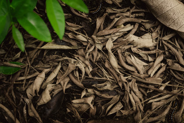 Top view Dry leaves plant on floor in the nature with blurred green leaf from tree, copy space for text,  ecology nature frame .