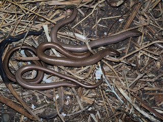 Slow worm, Anguis fragilis