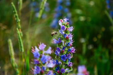 a bee flew to the flower to collect pollen
