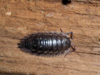 Woodlice, Oniscus asellus