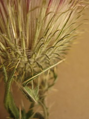 Fading (Cirsium) thistle on brown craft background