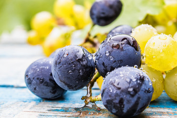 Blue and yellow grapes with drops of water and green leaves on a blue old board. A bunch of grapes on a wooden table.