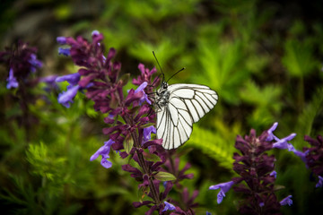 a white butterfly drinks nectar from a flower