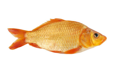 Fresh golden carp fish isolated on white