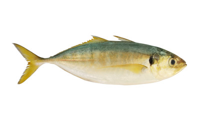 Fresh horse mackerel fish isolated on white background