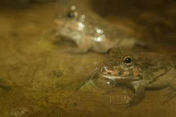 Frogs on the rock.