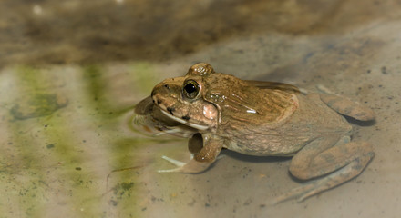 Little frog is sitting in the water