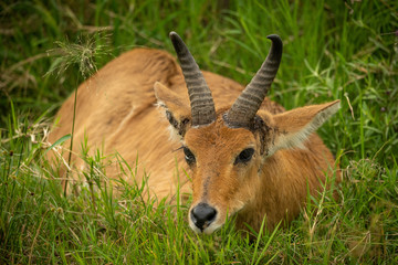 Reedbuck lies in long grass lowering head