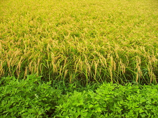 畦と実りの田圃風景