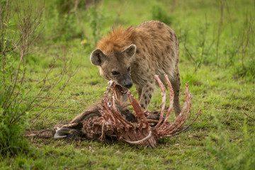 Spotted hyena stands gnawing ribs of carcase