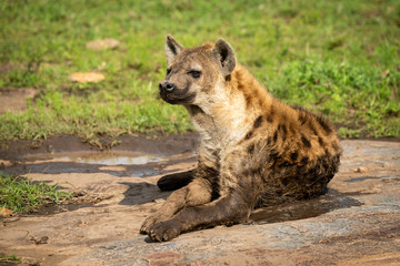 Spotted hyena lies on rock facing left