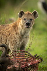 Spotted hyena stands over carcase eyeing camera