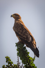 Tawny eagle in profile on leafy branch