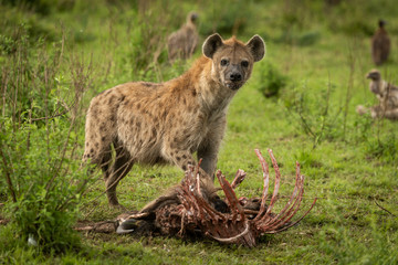 Spotted hyena stands over kill eyeing camera