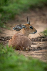 Steenbok lies on sandy track looking back
