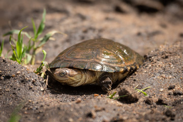 Terrapin lies in muddy gully by grass