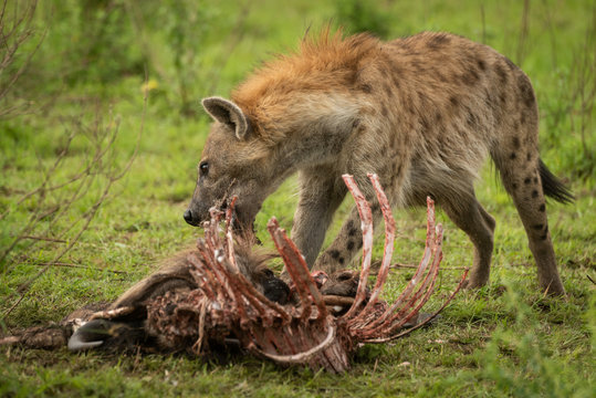 Spotted hyena stands gnawing ribcage of carcase