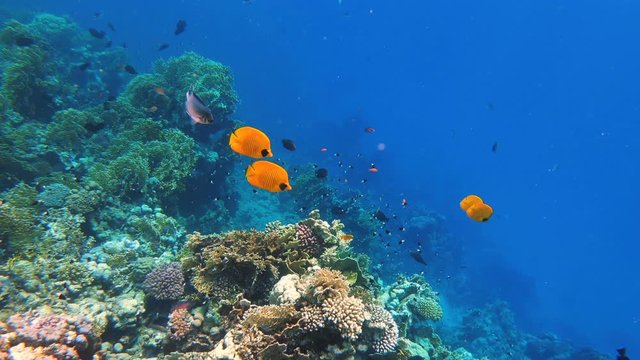 beautiful colorful coral garden in red sea with fantastic shapes and colors with fish, Marsa Alam, Egypt. In front yellow fish Bluecheek butterflyfish chaetodon semilarvatus