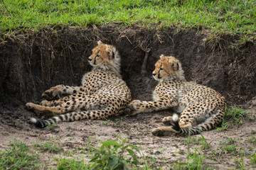 Two cheetah cubs lie beside earth bank