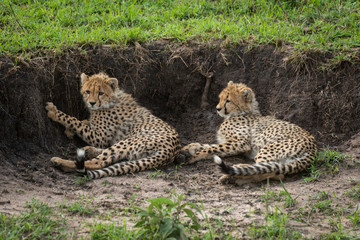 Two cheetah cubs lie by earth bank