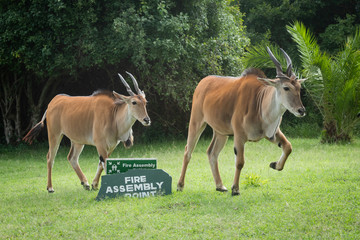 Naklejka na ściany i meble Two eland cross grass lawn past sign