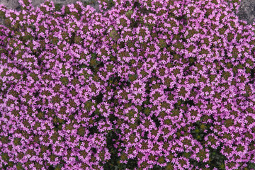 Obraz premium Pink flowers, herb thyme. Landscape mountain with hills with field of flavoring thyme, background