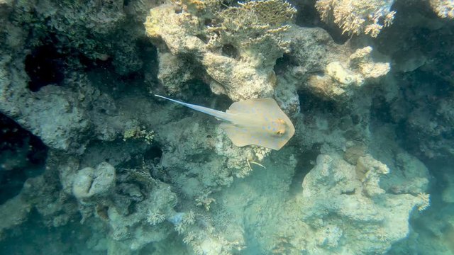 Bluespotted ribbontail ray (Taeniura lymma) species of stingray in the Red Sea, Marsa Alam, Egypt