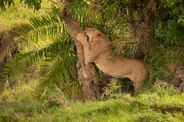 Young male lion sharpens claws on tree