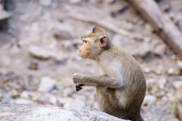 Monkey sitting on gray stone in the forest