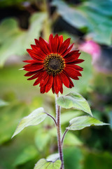 Decorative sunflower blossom