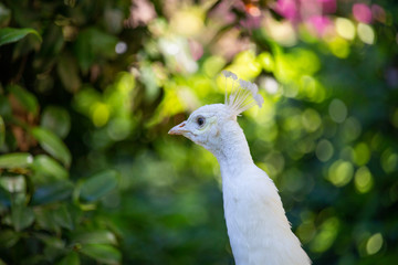 majestic colorful peacock in a beautiful day